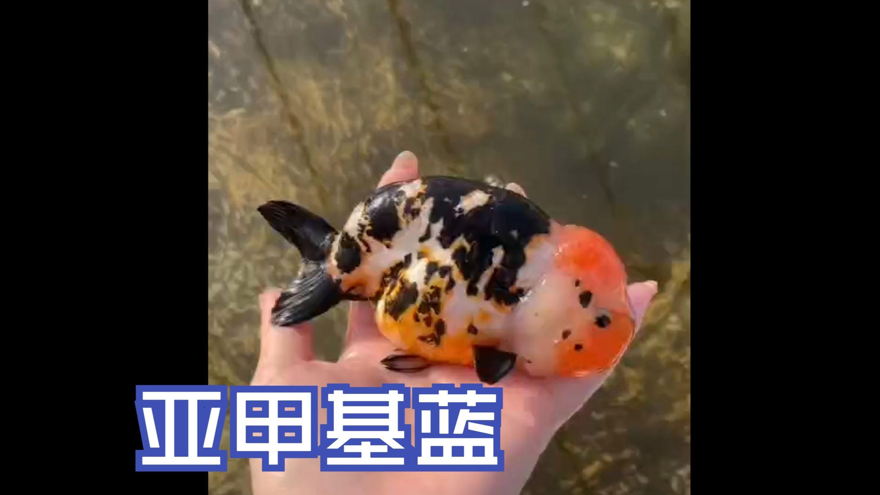 有哪些藥物可以預防龍魚疾病？（亞甲基藍魚藥水霉病魚缸殺菌消毒白點凈治魚爛尾全民小視頻）
