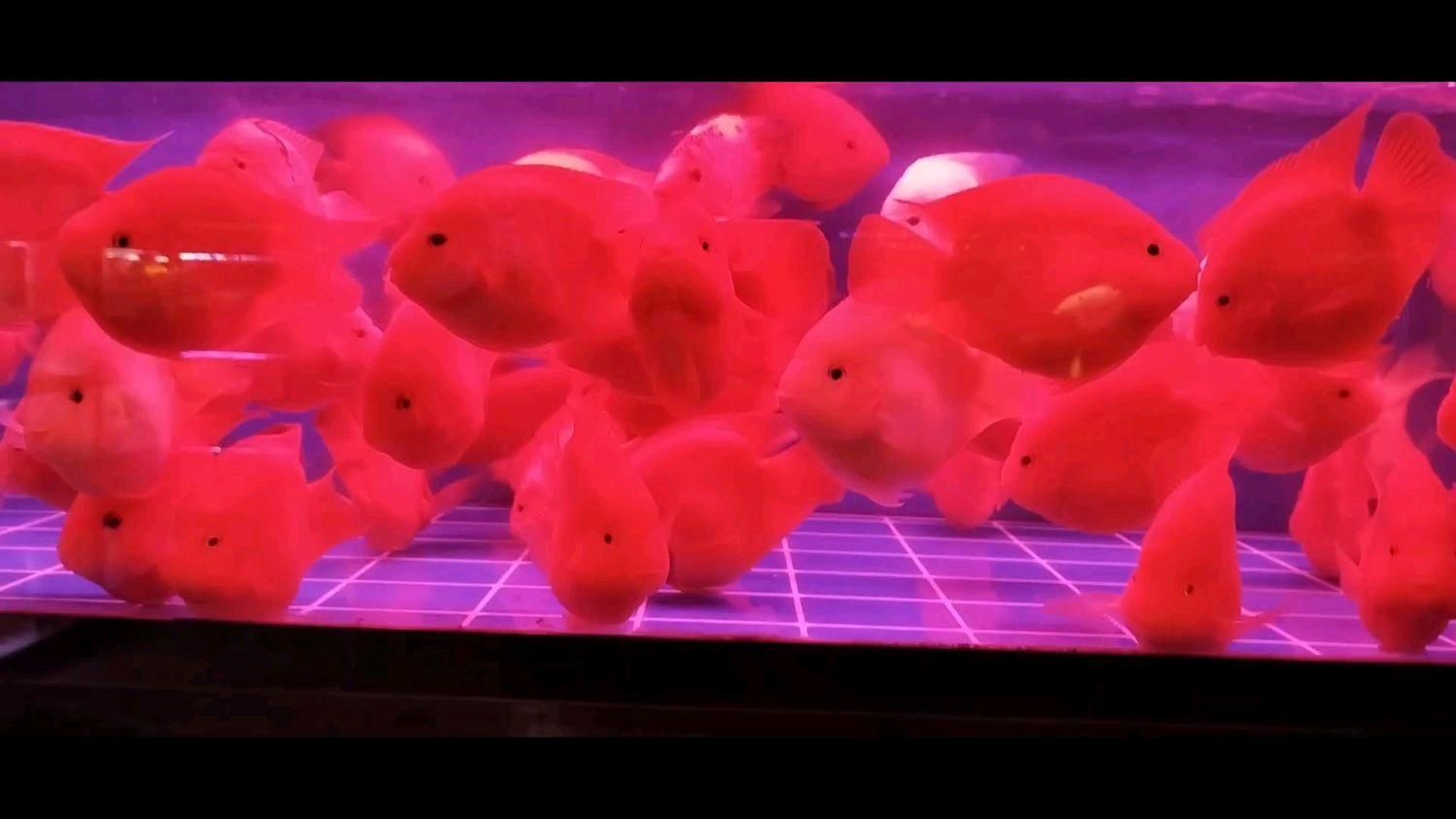 天津紅龍魚市場在哪里？（天津紅龍魚專營攤位推薦，）