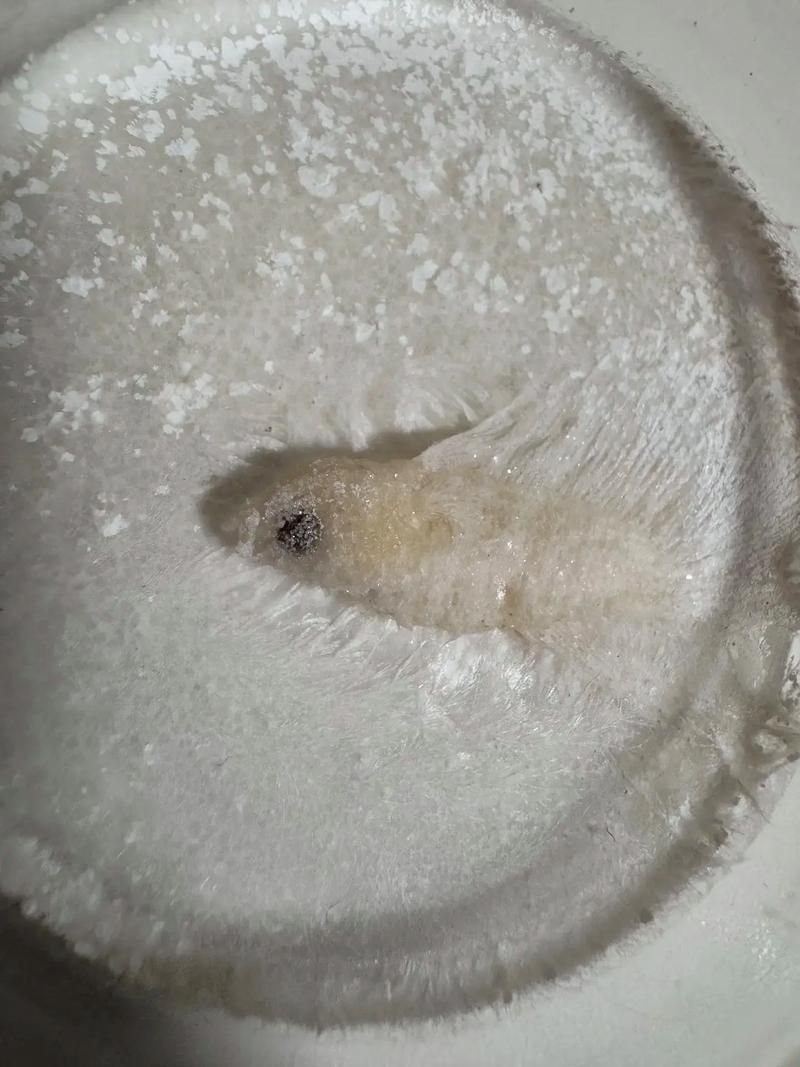 如何區(qū)分龍魚真菌感染和其他疾病？（如何區(qū)分龍魚真菌感染與其他常見疾病）