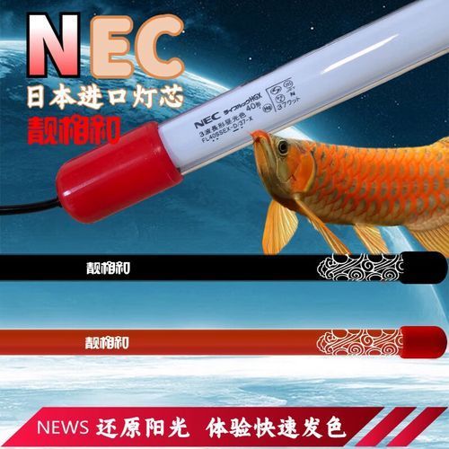 給我推薦幾款性價比高的NEC 6700K龍魚燈（nec6700k龍魚燈性價比分析）