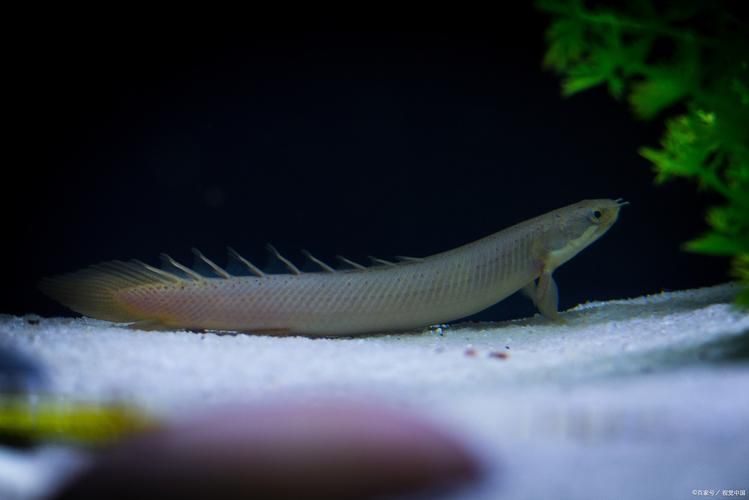 有哪些信譽(yù)良好的龍魚商家？（信譽(yù)良好的龍魚商家信譽(yù)良好的龍魚商家的詳細(xì)信息）