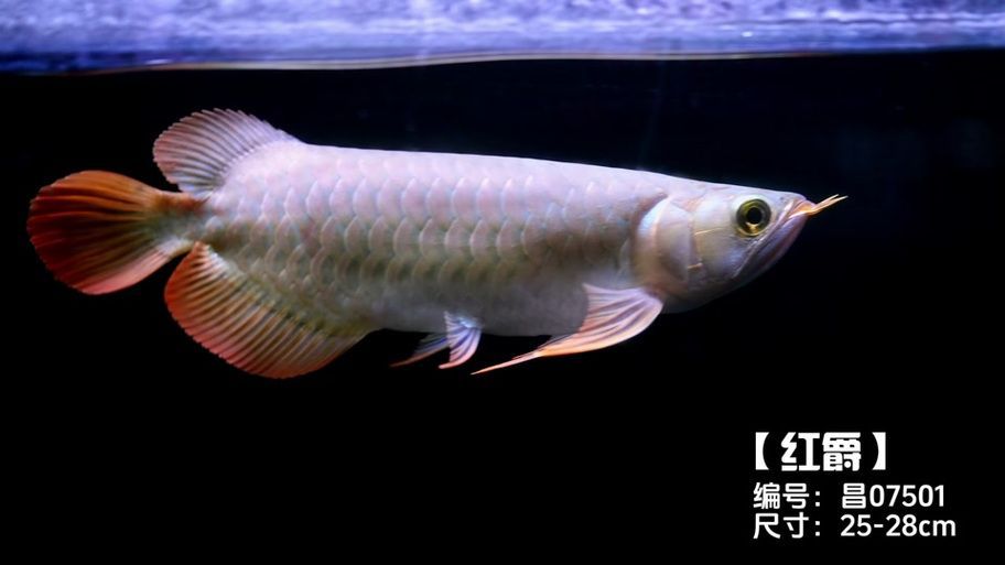 有哪些信譽(yù)良好的龍魚商家？（信譽(yù)良好的龍魚商家信譽(yù)良好的龍魚商家的詳細(xì)信息）
