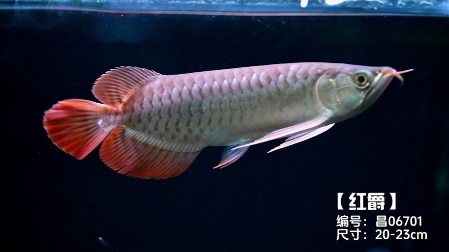 有哪些信譽(yù)良好的龍魚商家？（信譽(yù)良好的龍魚商家信譽(yù)良好的龍魚商家的詳細(xì)信息）