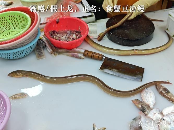 福建土龍魚的營養價值（福建土龍魚營養價值）