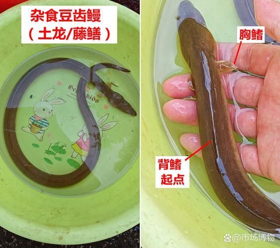 福建土龍魚的營養價值（福建土龍魚營養價值）
