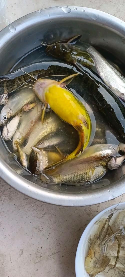 弋江龍魚的產(chǎn)量如何？（關(guān)于弋江龍魚產(chǎn)量的一些建議）