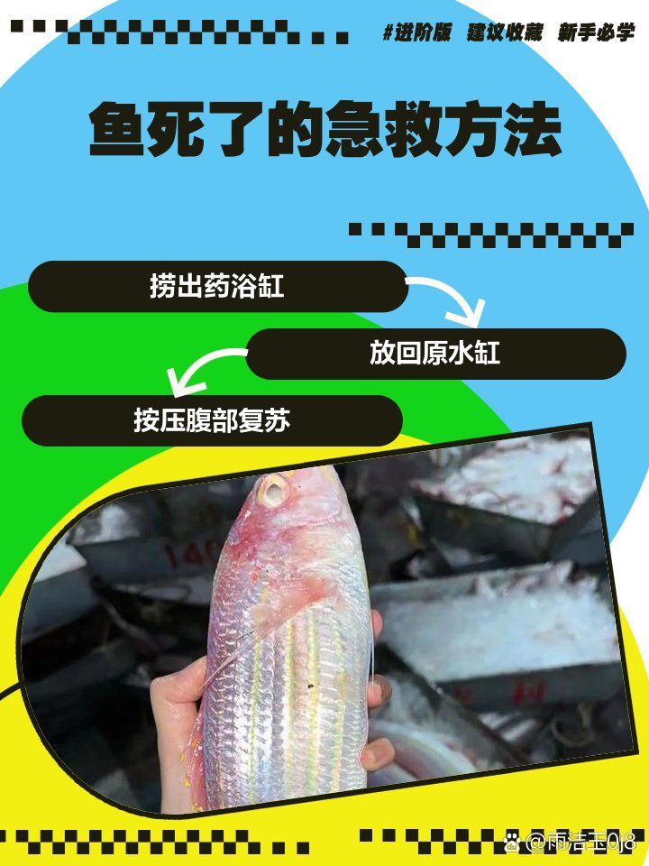 龍魚突然死亡后如何處理？（@雨潔玉0j8動態(tài)萌寵訓練師嘉佳動態(tài)萌寵訓練）