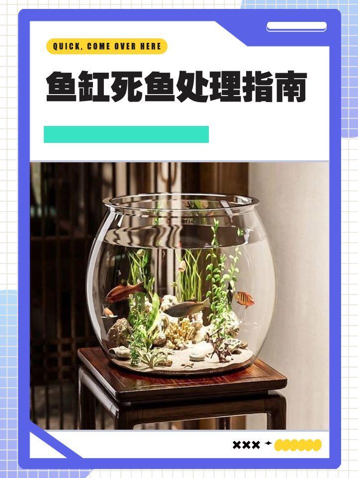 龍魚突然死亡后如何處理？（@雨潔玉0j8動態(tài)萌寵訓練師嘉佳動態(tài)萌寵訓練）