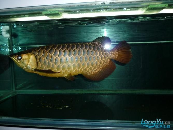 立達金龍魚有哪些系列？（立達金龍魚哪個系列最受歡迎立達金龍魚鑒別要點清單）