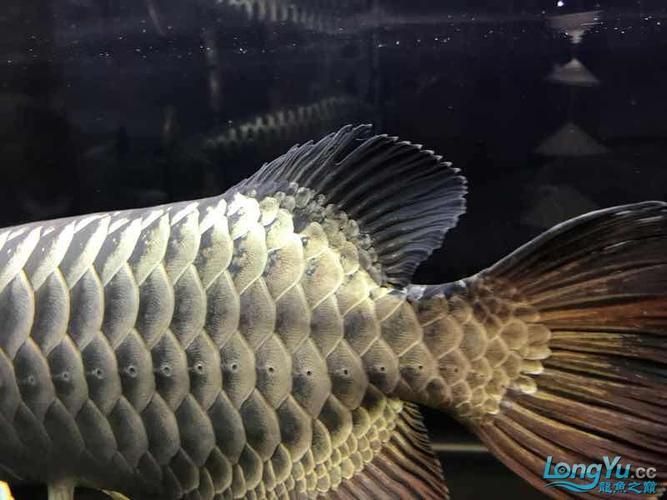立達金龍魚有哪些系列？（立達金龍魚哪個系列最受歡迎立達金龍魚鑒別要點清單）