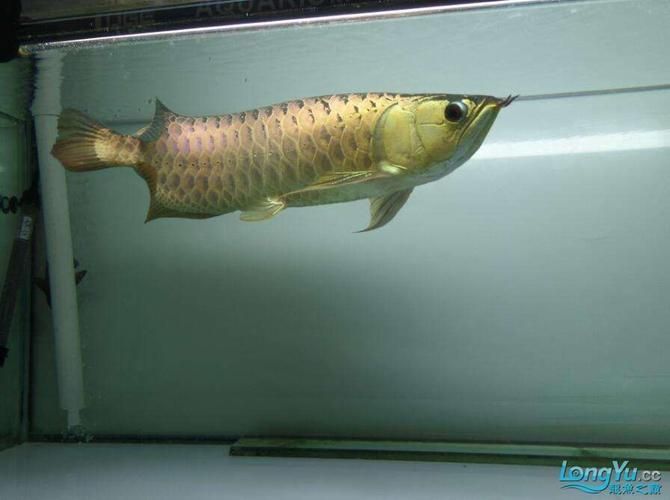 立達金龍魚有哪些系列？（立達金龍魚哪個系列最受歡迎立達金龍魚鑒別要點清單）