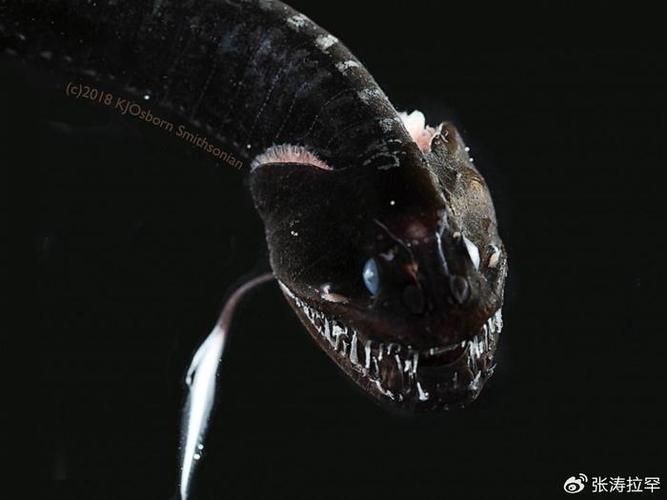 有沒有其他深海龍魚的高清圖片？（深海龍魚的高清圖片）