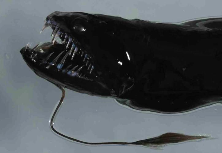 有沒有其他深海龍魚的高清圖片？（深海龍魚的高清圖片）