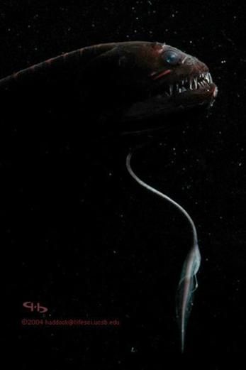 有沒有其他深海龍魚的高清圖片？（深海龍魚的高清圖片）