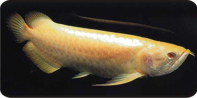 如何判斷龍魚是否適合食用？（arxiv論文助手（亞洲龍魚（亞洲龍魚、如亞洲龍魚、如亞洲龍魚））