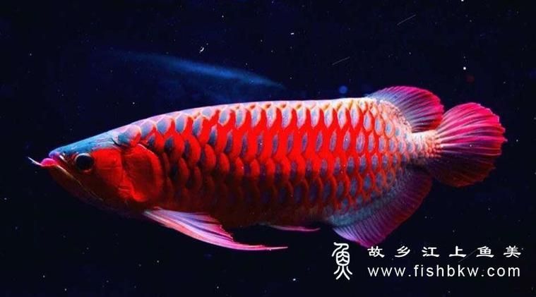 如何判斷龍魚是否適合食用？（arxiv論文助手（亞洲龍魚（亞洲龍魚、如亞洲龍魚、如亞洲龍魚））