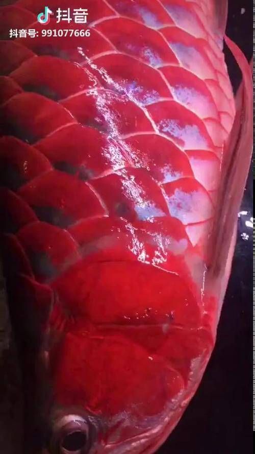 如何判斷紅龍魚是否開始自然發(fā)色？（紅龍魚的自然發(fā)色）
