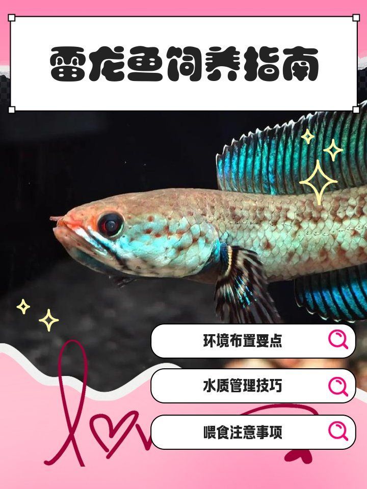 如何判斷龍魚是否需要更換燈管？（mcp工具（arxiv論文助手）龍魚飼養指南）