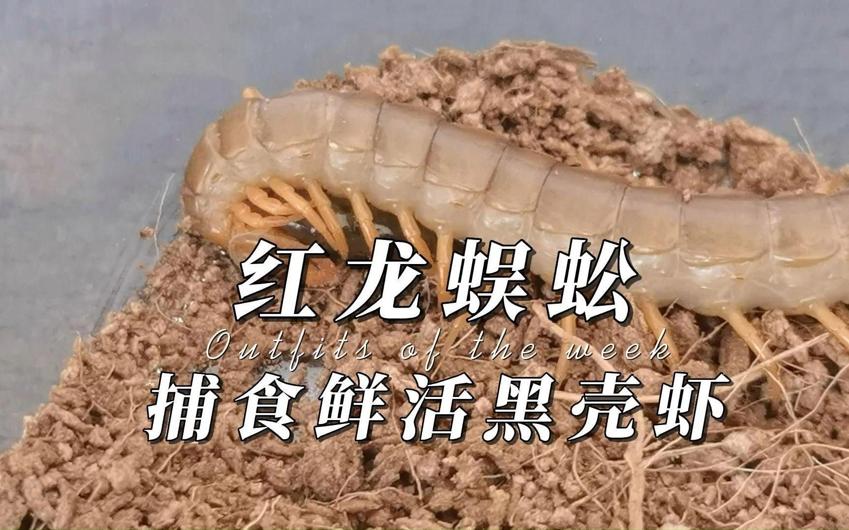 紅龍魚多久吃一次蝦和泥鰍？（紅龍魚多久吃一次蝦和泥鰍最佳紅龍魚weekly喂食計劃表）