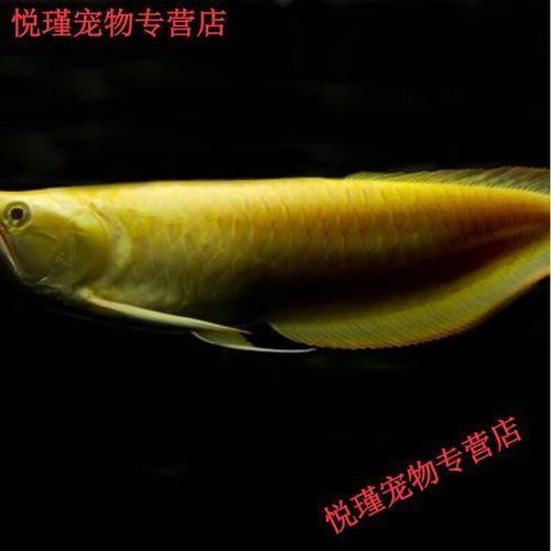 白子銀龍魚的價格是多少？（白子銀龍魚的價格）