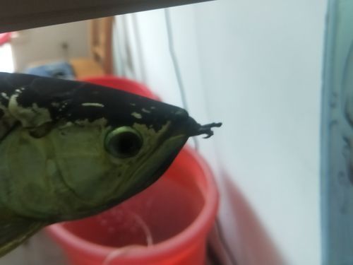 給我一些龍魚嘴上長疙瘩的圖片（龍魚嘴上長疙瘩會自愈嗎）