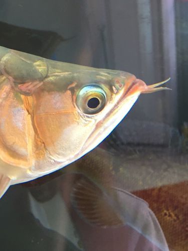給我一些龍魚嘴上長疙瘩的圖片（龍魚嘴上長疙瘩會自愈嗎）