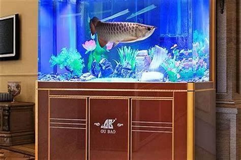 詳解（1000字和配圖）龍魚知識講座有哪些實用技巧？
