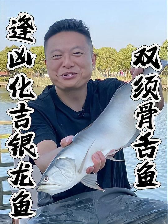 銀龍魚和冷水龍魚哪個更好吃？（銀龍魚和冷水龍魚哪個更好吃）