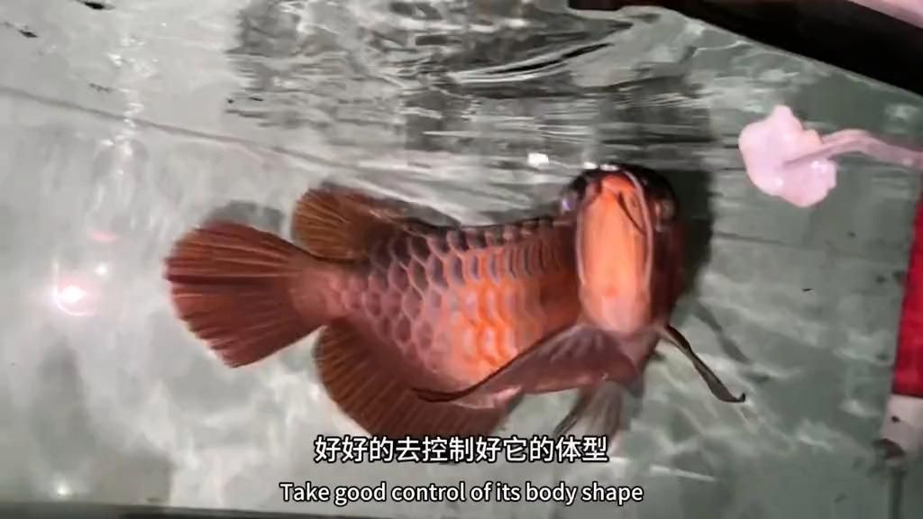 哪些龍魚品種容易褪色？（從0養龍魚第六集）