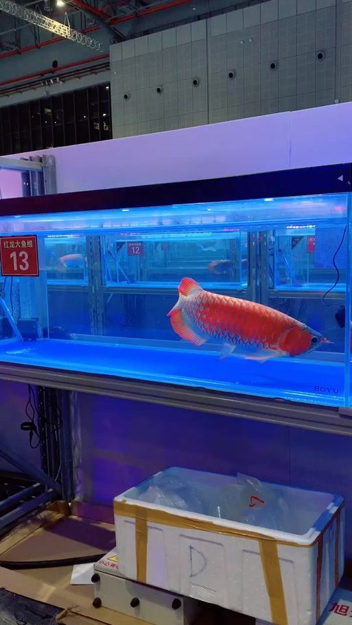 有沒(méi)有圖片展示1000萬(wàn)的金龍魚(yú)？（1000萬(wàn)金龍魚(yú)的壯觀景象）