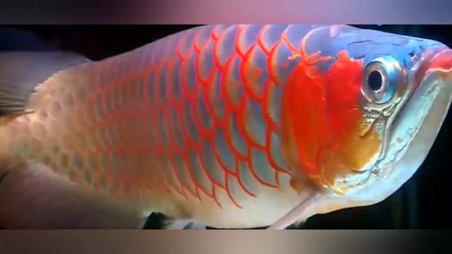 有沒(méi)有圖片展示1000萬(wàn)的金龍魚(yú)？（1000萬(wàn)金龍魚(yú)的壯觀景象）