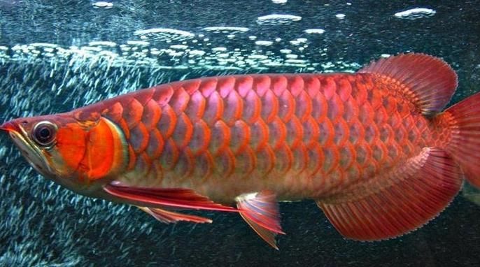 有沒(méi)有圖片展示1000萬(wàn)的金龍魚(yú)？（1000萬(wàn)金龍魚(yú)的壯觀景象）