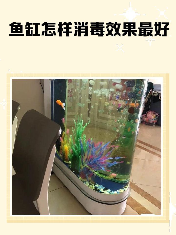 哪種消毒方法最適合龍魚？（魚缸消毒最佳方法咕嚕咕嚕喂養師：魚缸消毒最佳方法）
