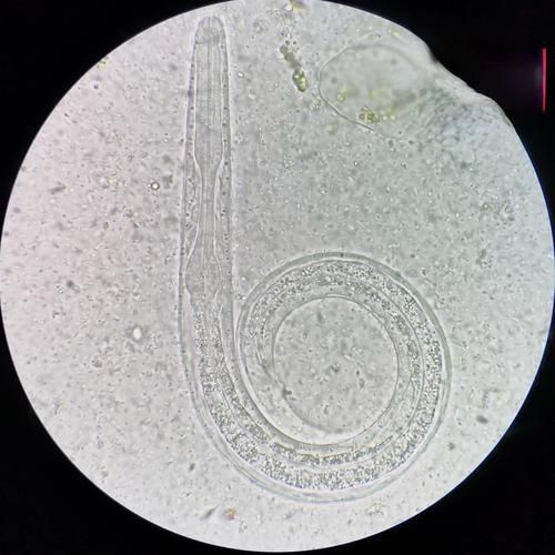 龍魚感染內寄后還能活多久？（arxiv論文助手（arxiv論文助手,龍魚感染內寄后能否存活）