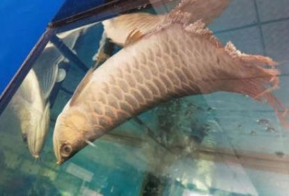 龍魚打架會死嗎？（龍魚打架會導致死亡嗎）