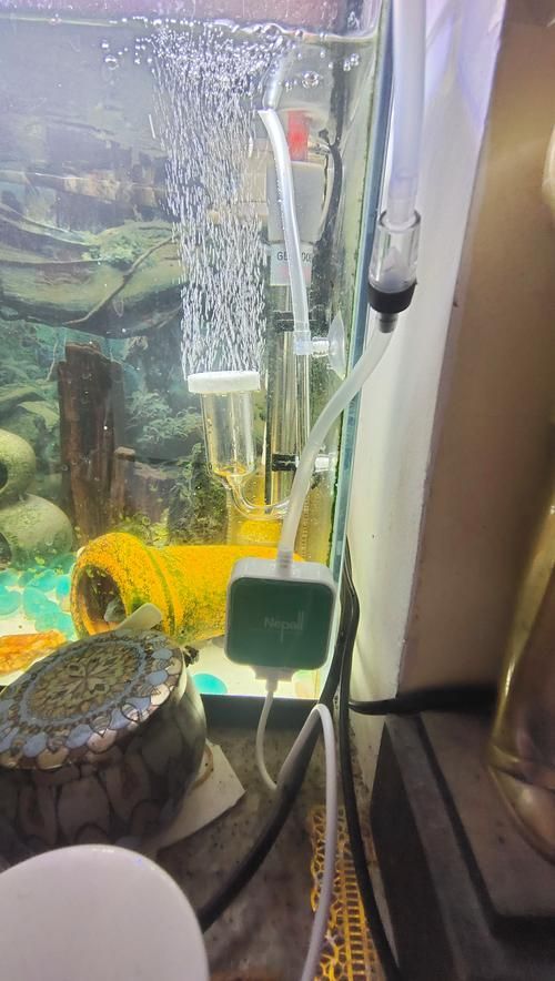 龍魚鎖框后如何緩解壓力？（arowanatankcovermodification指魚缸頂部封閉式結構封閉式結構）