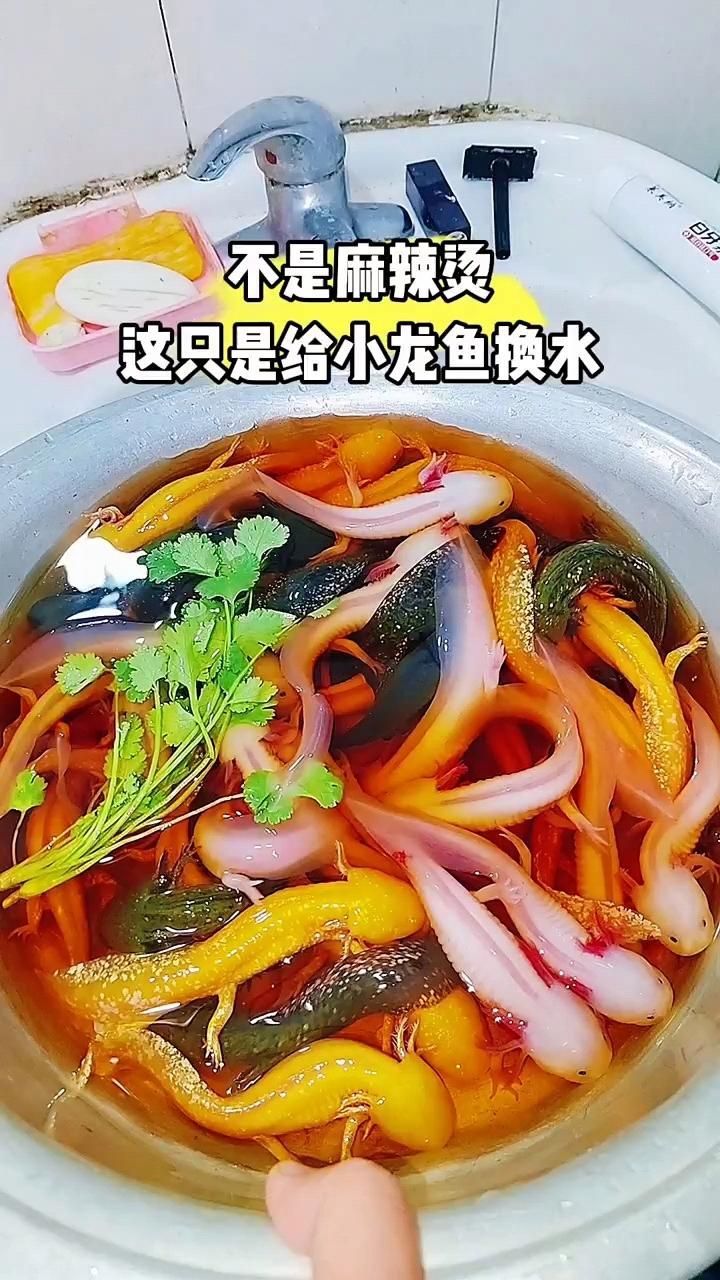 有沒有視頻教程演示龍魚換水？（龍魚換水教程視頻）