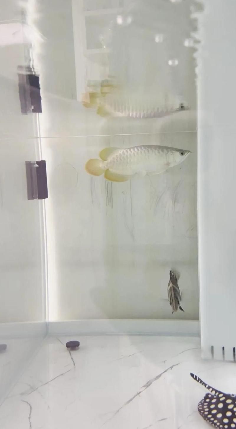 龍魚趴在缸底不動是死亡了嗎？（龍魚在缸底不動是怎么回事？）
