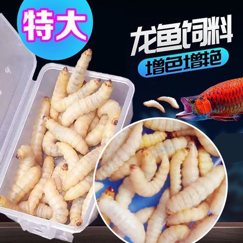 推薦一些適合20厘米紅龍魚的餌料（20厘米紅龍魚喂養技巧，輕松養出頂級紅龍精神穩定的無名鏟屎官）