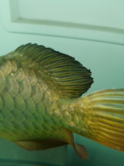 金龍魚爛尾的癥狀圖片（如何預防金龍魚爛尾？） 金龍魚爛尾的癥狀圖片（如何預防金龍魚爛尾？） 龍魚百科 第5張