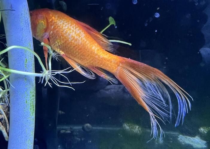 金龍魚爛尾的癥狀圖片（如何預防金龍魚爛尾？） 金龍魚爛尾的癥狀圖片（如何預防金龍魚爛尾？） 龍魚百科 第2張