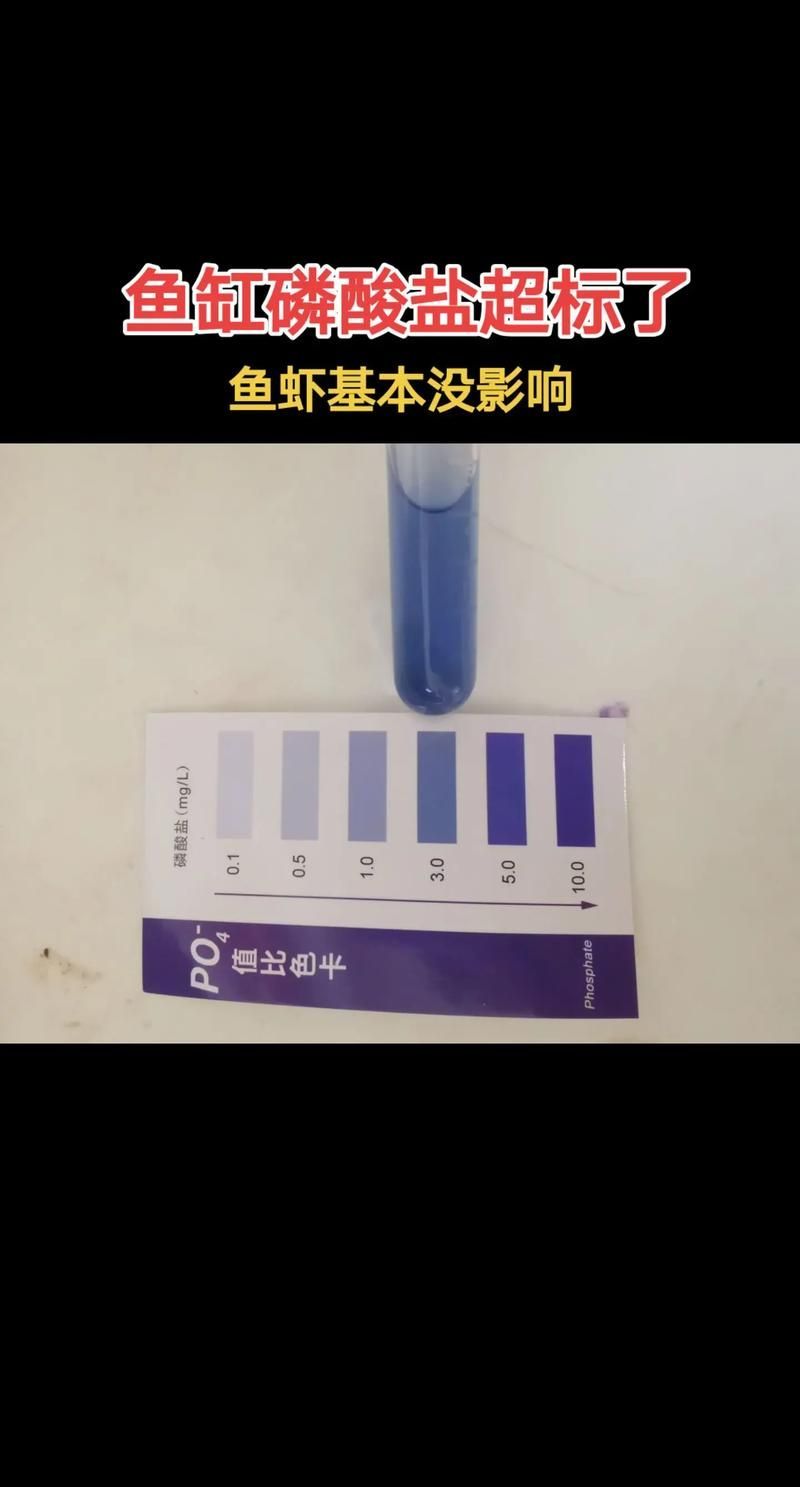 如何檢測紅龍魚缸的水質？（紅龍魚養護要點）