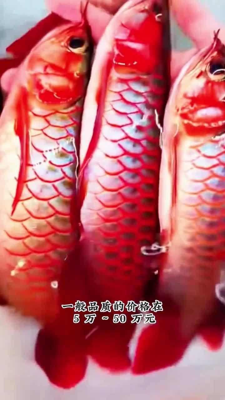 如何判斷一條金龍魚的價格（金龍魚的價格受多種因素影響）