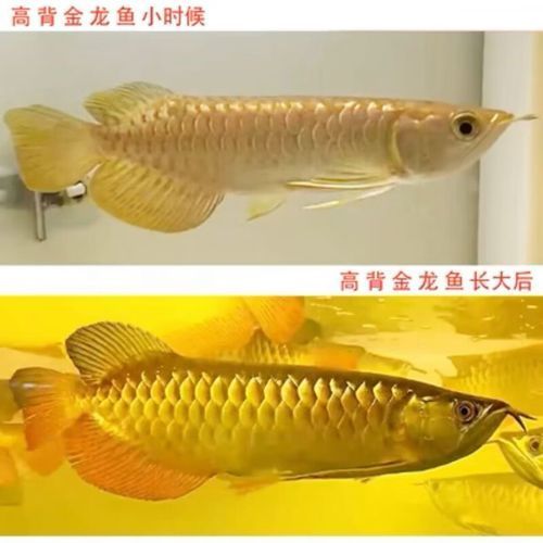 紅龍魚幼魚的價格是多少（紅龍魚幼魚的價格）