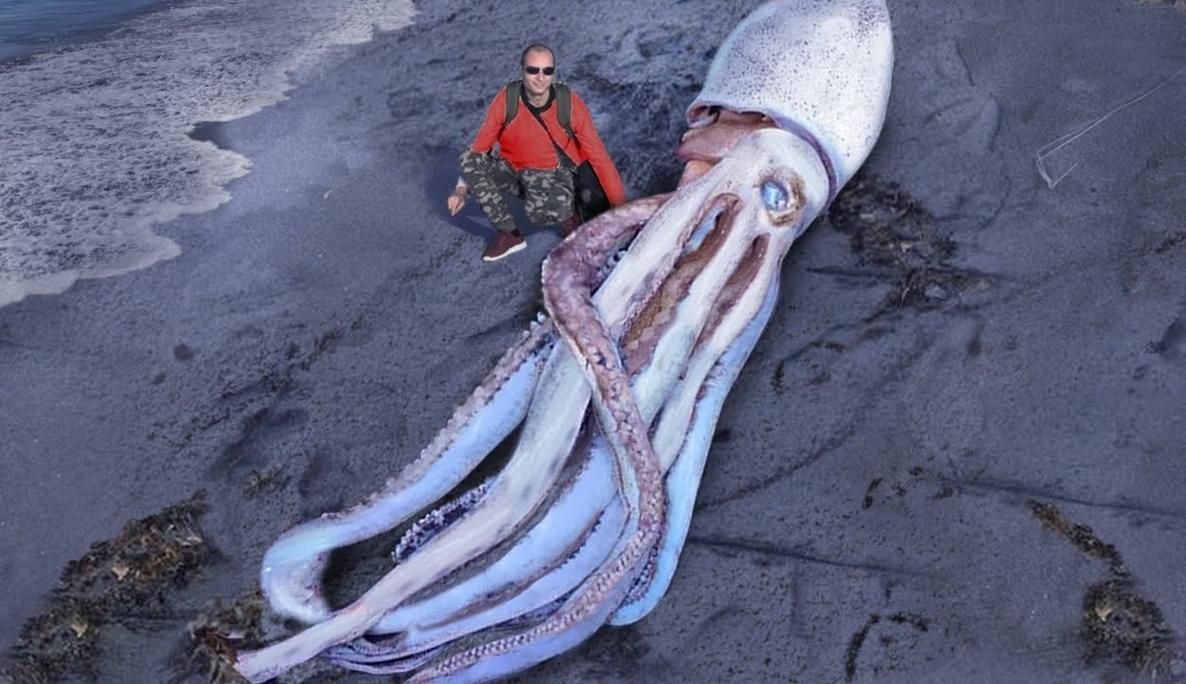 還有哪些與深海龍魚相關的神秘生物？（深海龍魚、小飛象章魚、小飛象章魚、小飛象章魚、[需手動填充][需手動填充]魚）
