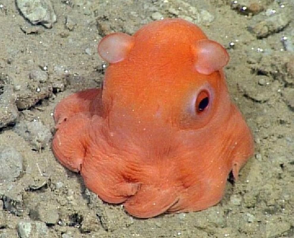 還有哪些與深海龍魚相關的神秘生物？（深海龍魚、小飛象章魚、小飛象章魚、小飛象章魚、[需手動填充][需手動填充]魚）
