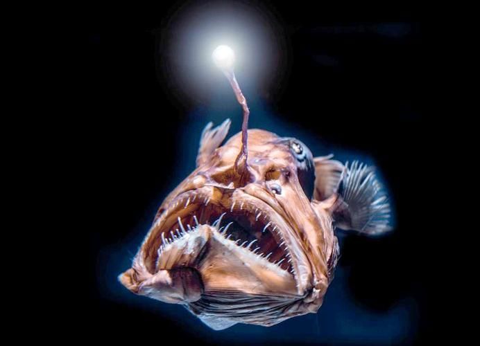 還有哪些與深海龍魚相關的神秘生物？（深海龍魚、小飛象章魚、小飛象章魚、小飛象章魚、[需手動填充][需手動填充]魚）