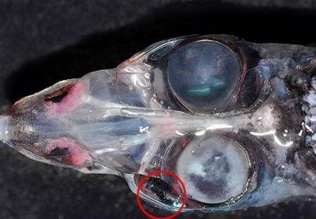 還有哪些與深海龍魚相關的神秘生物？（深海龍魚、小飛象章魚、小飛象章魚、小飛象章魚、[需手動填充][需手動填充]魚）