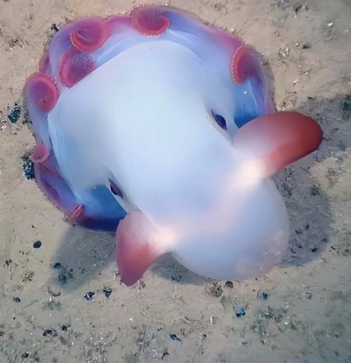還有哪些與深海龍魚相關的神秘生物？（深海龍魚、小飛象章魚、小飛象章魚、小飛象章魚、[需手動填充][需手動填充]魚）
