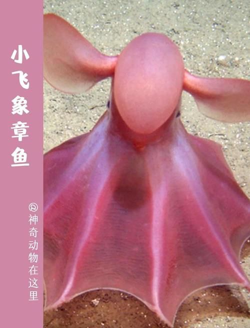 還有哪些與深海龍魚相關的神秘生物？（深海龍魚、小飛象章魚、小飛象章魚、小飛象章魚、[需手動填充][需手動填充]魚）